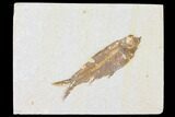 Fossil Fish (Knightia) - Wyoming #109959-1